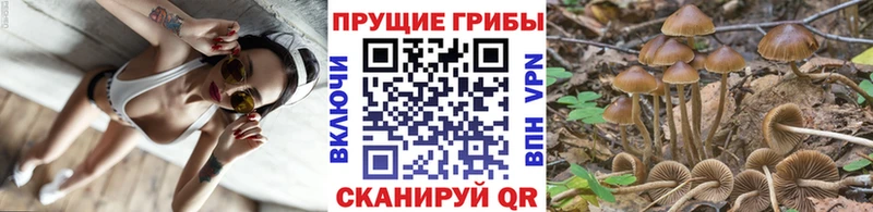 что такое наркотик  Калуга  Галлюциногенные грибы Psilocybe 